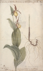 . Calceolus, Calceolus Marianus, vulgo      (ypripedium calceolus L.). . 20  1720 . , , , . 20  32,5 .
   : A. Cypripedium biflorum. 
   : delin. ad vivum Tobolski d. 20 Maji A. 1720. 
 . . 98. . 1. . 20. . 39.
