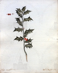   (Ilex aquifolium).   . 1771 .
 . . I. . 102. . 24. . 21