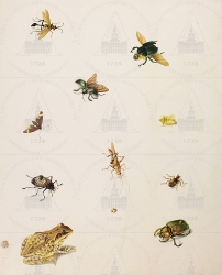  . . IX. . 8. . 61. . 1.
     (Rana spec.)    (-  Ichneumonidae gen. Spec. ( );    Scarabaeidae gen. spec.;  ;  ;   , ,   Membracidae gen. Spec.;  ;    Acrididae gen. spec.;   Cicindela spec. ( );  ()   Rana spec.;  ;    Cetoniinae gen. spec. ( )) 
   . ,  ,       
  3831
  .: Maria Sibylla Merian: Leningrader Aquarelle. Leipzig, 1974. Bd. 1. Taf. 33.
. 1699 1702
