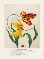   .
    (Tulipa)      (Pteronidea ribesii). 
  1705 .

 . . IX. . 8. . 37.
