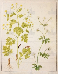  . . IX. . 8. . 23. . 1.
      (Chrysanthemum parthenium)    (Ochropleura plecta). 
   . ,  . 
  38,531
  .:    .
     .
  .: Maria Sibylla Merian: Leningrader Aquarelle. Leipzig, 1974. Bd. 2. S. 213  47 (), .  . 217-218.
16881691 
