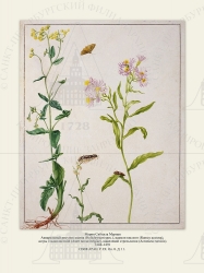   
   (Helichrysum spec.),   (Rumex acetosa),   (Aster novae-belgiae),   (Acronicta rumicis).
16881691 .

 . . IX. . 8. . 11.
