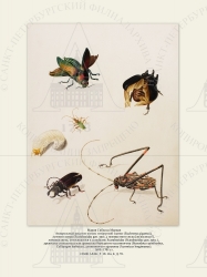   
  :   (Euchroma gigantea),   (Scarabaeidae gen. spec.),   [?],  ,    Scarabaeidae (Scarabaeidae gen. spec.),       (Stenodotes spinibarbus, Callipogon barbatus),   (Acronicus longimanus).
16991701 .

 . . IX. . 8. . 59.
