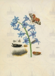  . . IX. . 8. . 179. . 1.
      (Hyacinthus orientalis),   (Arctia caja)  - (Ichneumonidae gen. spec. [?]) 
   . ,  
  2619
  .:   . V     ;        . IV      ;            
  .: Maria Sibylla Merian: Leningrader Aquarelle. Leipzig, 1974. Bd. 1. Taf. 35; 
  Maria Sibylla Merian: K&#252;nstlerin und Naturforscherin, 1647-1717. Frankfurt am Main, 1998. S. 52 Abb. 19. Kat. 39. S. 104;
  Maria Sibylla Merian: Kunstenares en natuuronderzoekster, 1647-1717. Haarlem, 1998. P. 52 abf. 19. Nr. 39 p. 104.
  1679

