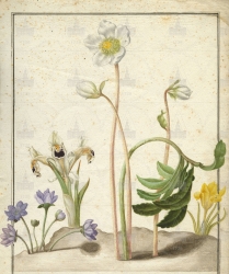  . . IX. . 8. . 4. . 1.
     (Hepatica triloba),   (Iris Persica),   (Helleborus niger),  (crocus spec.?) 
     . ,  
  30,225,3
  .:    
  .: Maria Sibylla Merian: Leningrader Aquarelle. Leipzig, 1974. Bd. 2. S. 171  2 (), .  . 176-177.
 1665
