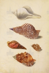  . . IX. . 8. . 100. . 1.
     -    (Fasciolaria tulipa [?]),   (Charonia tritonis),   (Bursa lampas), - (  ) (Paguridae gen. spec.) 
   . ,  .
  37,527,4
  .:    . XXVIII   
  .: Maria Sibylla Merian: Leningrader Aquarelle. Leipzig, 1974. Bd. 1. Taf. 17.
17041705
