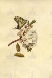  . . IX. . 8. . 135. . 1.
       (Prunus spinosa),    (Iphiclides podalirius),   (Yponomeuta padellus). 
   . ,  . 
  26,419
  .:   . XLIV     .
  .: Maria Sibylla Merian: Leningrader Aquarelle. Leipzig, 1974. Bd. 2. S. 207-208  42 (), .  . 208-209.
  1683 
