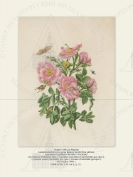   
    (Rosa gallica),  (Eupithecia innotata f. fraxinata),  (Pandemis spec.),   (Geometridae gen. spec.),   (Noctuidae gen. spec.),  (Tachinidae gen.spec.).
  1683 .

 . . IX. . 8. . 151.
