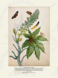   
    (Ricinus communis),      (Eueides ricini),      (Oiketicus geyeri).
17011702 .

 . P. IX. . 8. . 46.
