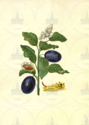 . . IX. . 8. . 126. . 1.
      (Prunus domestica)    (Dasychira pudibunda). 
   . ,  
  2619,3
     . 47     
  .: Maria Sibylla Merian: Leningrader Aquarelle. Leipzig, 1974. Bd. 2. S. 191  24 (), .  . 192-193.
  1679 
