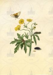  . . IX. . 8. . 147. . 1.
      (Ranunculus acer)    (Spiris striata). 
   . ,  
  25,819,3
  .:   .15     
  .: Maria Sibylla Merian: Leningrader Aquarelle. Leipzig, 1974. Bd. 2. S. 183  15 (), .  . 184-185.
  1679 
