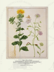   
    (Inula helenium),   (Iberia umbellata),   (Orthosia spec.),   (Geometridae gen. spec.).
16881691 .

 . P. IX. . 8. . 12.
