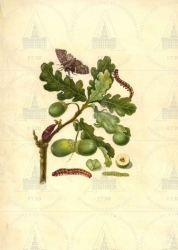  . . IX. . 8. . 125. . 1.
      (Quercus robur),   (Ceramica pisi),   (Cynips quercusfolii). 
   . ,  .
  2619
     . 50     ,    1713 .
  .: Maria Sibylla Merian: Leningrader Aquarelle. Leipzig, 1974. Bd. 2. S. 195  26 (), .  . 200-201.
  1679,    1710 .
