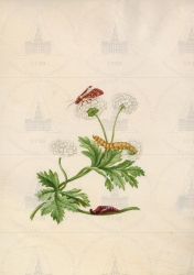  . . IX. . 8. . 159. . 1.
       (Chrysanthemum parthenium flore pleno)    (Ochropleura plecta). 
   . ,   
  2619,5
  .:   . 19     .
  .: Maria Sibylla Merian: Leningrader Aquarelle. Leipzig, 1974. Bd. 2. S. 303  142 (), .  . 306-307
17051713 
