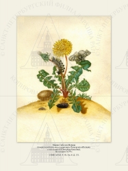   
   (Taraxacum officinale)   (Dasychira fascelina).
  1679 .

 . P. IX. . 8. . 131.
