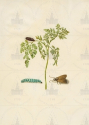  . . IX. . 8. . 148. . 1.
      (Anthricus cerefolium)    (Amphipyra livida). 
   . ,  
  25,919.3
  .:   . 16      
  .: Maria Sibylla Merian: Leningrader Aquarelle. Leipzig, 1974. Bd. 2. S. 183  16 (), .  . 184-185.
   1679 

