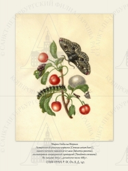   
   (Cerasus avium hort.),     (Saturnia pavonia),    (Pandemis cerasana).
  1679 .,   1683 .

 . . IX. . 8. . 142.
