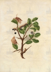  . . IX. . 8. . 137. . 1.
     (Prunus spinosa),   (Eriogaster lanestris). 
   . ,  .
  25,819,8
  .:   . 6     .
  .: Maria Sibylla Merian: Leningrader Aquarelle. Leipzig, 1974. Bd. 2. S. 297  137 (), .  . 298-299
1705-1713 
