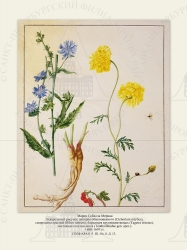   
    (Cichorium intybus),   (Ribes rubrum),   (Tagetes erectus),   (Tenthredinidae gen. spec.).
16881691 .

 . P. IX. . 8. . 13.

