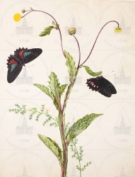  . . IX. . 8. . 26. . 1.
     (Senecio spec. [?]),    (Asparagus verticillatus)    ,    (Papilio neophilus olivencius) 
   . ,  .
  37,431,4
  .:     
  .: Maria Sibylla Merian: Leningrader Aquarelle. Leipzig, 1974. Bd. 1. Taf. 12.
  1705 
