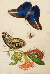  . . IX. . 8. . 29. . 1.
     (Aphelandra deppeana [?]),     (  ) (Caligo papillon et chrysalide, Caligo idomeneus),     (Hymenoptera gen. spec.)    (Saturniidae gen. spec. [?]) 
   . ,  
  3727
  .:   . 60 
  .: Maria Sibylla Merian: Leningrader Aquarelle. Leipzig, 1974. Bd. 1. Taf. 50;
  Maria Sibylla Merian: K&#252;nstlerin und Naturforscherin, 1647-1717. Frankfurt am Main, 1998. S. 238-239 Kat. 142;
  Maria Sibylla Merian: Kunstenares en natuuronderzoekster, 1647-1717. Haarlem, 1998. P. 238 nr. 142.
17001702 
