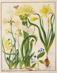  . . IX. . 8. . 25. . 1.
     (Narcissus),   (Omphalodes verna),    
   . ,  . 
  37,229,9
  .:  : Narcissus monstrosus  Narcissus nobilis Gentianella,   
  .: Maria Sibylla Merian: Leningrader Aquarelle. Leipzig, 1974. Bd. 2. S. 171  3 (), .  . 176177;
   I  : -    .  300-   /  . [ ]. ., 1996. . 59.  46;
  Maria Sibylla Merian: K&#252;nstlerin und Naturforscherin, 1647-1717. Frankfurt am Main, 1998. S. 50-51 Kat.  25; 
  Maria Sibylla Merian: Kunstenares en natuuronderzoekster, 1647-1717. Haarlem, 1998. P. 50-51 nr. 25.
  1670 
