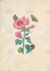  . . IX. . 8. . 149. . 1.
     , - (Althaea rosea),   (Carcharodes alceae). 
   . ,  
  25,819,4
  .:   . 48      .
  .: Maria Sibylla Merian: Leningrader Aquarelle. Leipzig, 1974. Bd. 2. S. 191  25 (), .  . 192-193.
  1679 
