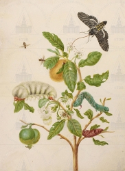  . . IX. . 8. . 48. . 1.
     (Psidium guajava),   (Manduca sexta),   (Megalopygidae gen.spec.)   (Nachinidae gen. spec.) 
   . ,  
  40,530,5
  .:   . 57 
  .: Maria Sibylla Merian: Leningrader Aquarelle. Leipzig, 1974. Bd. 1. Taf. 49.
17001702 
