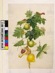  . . IX. . 8. . 52. . 1.
      (Solanum mammosum),  (Choeradodis strumaria),  (Noctuidae gen. spec.[?]),  . 
   . ,  
  40,228,4
  .:   . 27 . 
  .: Maria Sibylla Merian: Leningrader Aquarelle. Leipzig, 1974. Bd. 2. S. 237  73 (), .  . 240-241.
17001702
