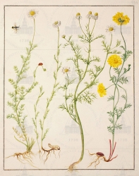  . . IX. . 8. . 22. . 1.
       (Tripleurospermum maritimum),   (Matricaria chamomilla),   (Anthemis tinctoria),     (Tripleurospermum maritimum flore pleno),   (Siricidae gen. spec.), - (Rhyssa spec.),  . 
   . ,  .
  37,630,3
  :    .
     .
  .: Maria Sibylla Merian: Leningrader Aquarelle. Leipzig, 1974. Bd. 2. S. 223  59 (), .  . 224-225.
16881691 
