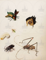  . . IX. . 8. . 59. . 1.
        (Euchroma gigantea),   (Scarabaeidae gen. spec. [?]),   [?],  ,    Scarabaeidae (Scarabaeidae gen. spec. [?]),       (Stenodotes spinibarbus [?] Callipogon barbatus [?]),   (Acronicus longimanus) 
   . ,       
  3930,8
  .:         . 24, 28  50 
  .: Maria Sibylla Merian: Leningrader Aquarelle. Leipzig, 1974. Bd. 1. Taf. 27;
  Maria Sibylla Merian: K&#252;nstlerin und Naturforscherin, 1647-1717. Frankfurt am Main, 1998. S. 232-233 Kat. 134;
  Maria Sibylla Merian: Kunstenares en natuuronderzoekster, 1647-1717. Haarlem, 1998. P. 232-233, nr. 134.
16991701 
