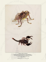   
      - (Avicularia avicularia)   (Scorpiones gen. spec.)
16991701 .

 . . IX. . 8. . 58.


