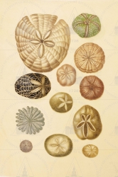  . . IX. . 8. . 69. . 1.
      ,      ,    ( :     Lobophara bifissa;     Brissus maculosus;     Rotula rumphi [  ];   Echinometra lucuntur; c :   Lagunum bonanni;    Echinolampus oviformis;   Clypeaster testudinarius;  :       Diadema saxatilis;     Arachnoides placenta; ;     Schizaster canalifera [ ];   Echinoneus spec.) 
   . ,  
  37,527,6
  .:   . XIV   
  .: Maria Sibylla Merian: Leningrader Aquarelle. Leipzig, 1974. Bd. 2. S. 261  98 (), .  . 264-265
17041705
