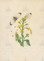  . . IX. . 8. . 166. . 1.
    ,  (Brassica napus),     (Pieris brassicae),   (Microgaster glomeratus). 
   . ,  
  26,519,2
  .:   . 45      .
  .: Maria Sibylla Merian: Leningrader Aquarelle. Leipzig, 1974. Bd. 2. S. 191  23 (), .  . 192-193.
  1679 
