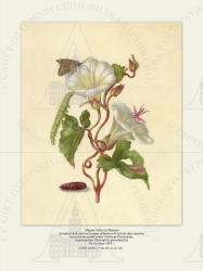   
    (Convolvulus sepium),   (Antitype flavicincta),  (Stenoptilia pterodactyla).
  1683 .

 . . IX. . 8. . 134.
