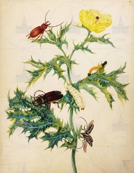  . . IX. . 8. . 35. . 1.
      (Argemone mexicana),   (Stenodotes spinibarbus []),    (Callipogon barbatus [ ]),  (Taeniotes subocellaris),    (Elateridae gen. spec.). 
   . ,  
  4031
  .:   . 24 .
  .: Maria Sibylla Merian: Leningrader Aquarelle. Leipzig, 1974. Bd. 2. S. 237  72 (), .  . 240-241. 
17001702 
