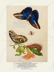   
   (Aphelandra deppeana [?]),    (  ) (Caligo papillon et chrysalide, Caligo idomeneus),     (Hymenoptera gen. spec.)    (Saturniidae gen. spec. [?])
17001702 .

 . . IX. . 8. . 29.

