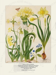   
   (Narcissus),   (Omphalodes verna),   .
  1670 .

 . . IX. . 8. . 25.
