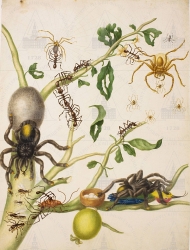  . . IX. . 8. . 32. . 1.
      (Psidium guajava), - (Avicularia avicularia), - (Avicularia gen. spec.), - (Rhoicinus spec.),   (Periplaneta americana), - (Atta cephalotes), - (Oecophylla spec.),  (Trochilidae gen. spec.). 
   . ,  
  40,931,6
  .:   . 18 .
  .: Maria Sibylla Merian: Leningrader Aquarelle. Leipzig, 1974. Bd. 2. S. 235-237  70 (), .  . 240-241;
  Maria Sibylla Merian: K&#252;nstlerin und Naturforscherin, 1647-1717. Frankfurt am Main, 1998. S. 176 Abb. 60. S. 230 Kat. 131;
  Maria Sibylla Merian: Kunstenares en natuuronderzoekster, 1647-1717. Haarlem, 1998. P. 176 afb. 60, p. 230 nr. 131;
  Palast des Wissens. Die Kunst- und Wunderkammer Zar Peters des Grossen. M&#252;nchen, 2003. Bd 1: Katalog. S. 94, 96  80.
17001702 
