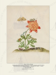   
     (Anemone coronaria fl. pleno),    (Abrostola tripartita  ; Abrostola triplasia  ),  (Tachinidae gen. spec.).
  1683 .

 . . IX. . 8. . 164.

