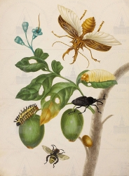  . . IX. . 8. . 49. . 1.
      (Genipa americana),  - (Macrodontia cervicornis []),   (Phynchophorus palmarum [ ]),   (Euglossa dimidiata var. flavescens []),     . 
   . ,  
  39,729,8
  .:   . 48 .
  .: Maria Sibylla Merian: Leningrader Aquarelle. Leipzig, 1974. Bd. 2. S. 239  76 (), .  . 240-241; 
  Maria Sibylla Merian: K&#252;nstlerin und Naturforscherin, 1647-1717. Frankfurt am Main, 1998. S. 235 Kat. 137.
  Maria Sibylla Merian: Kunstenares en natuuronderzoekster, 1647-1717. Haarlem, 1998. P. 235 nr. 137.
17001702 
