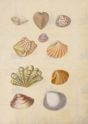  . . IX. . 8. . 99. . 1.
       ( :   Donax pubescens;   Corculum cardissa;   Lioconcha castrensis;  :    Hippopus maculatus;   Circe gibbia;    Tridacna elongata;  :    Tridacna squamosa;  Mactra antiquata;  :    Kitheria meretrix;     Cirena coaxans) 
   . ,  
  37,227,5
  .:   . XLIII   .
  .: Maria Sibylla Merian: Leningrader Aquarelle. Leipzig, 1974. Bd. 2. S. 281  119 (), .  . 282-283
17041705
