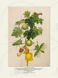   
    (Solanum mammosum),  (Choeradodis strumaria),  (Noctuidae gen. spec.),  .
17001702 .

 . . IX. . 8. . 52.
