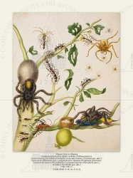   
    (Psidium guajava), - (Avicularia avicularia), - (Avicularia gen. spec.), - (Rhoicinus spec.),   (Periplaneta americana), - (Atta cephalotes), - (Oecophylla spec.),  (Trochilidae gen. spec.)
17001702 .
