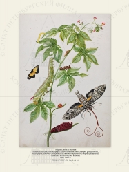   
    (Jatropha gossypiifolia), ,     (Cyllopoda jatropharia),   (cocytius antaeus).
17001702 .

 . . IX. . 8. . 36.
