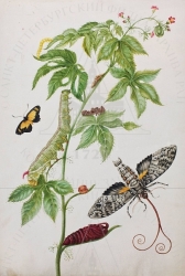  . . IX. . 8. . 36. . 1.
      (Jatropha gossypiifolia), ,     (Cyllopoda jatropharia),   (cocytius antaeus). 
   . ,  
  42,129,5
  .:   . 38 .
  .: Maria Sibylla Merian: Leningrader Aquarelle. Leipzig, 1974. Bd. 2. S. 237-239  74 (), .  . 240-241; 
  Maria Sibylla Merian: K&#252;nstlerin und Naturforscherin, 1647-1717. Frankfurt am Main, 1998. S. 233-236 Kat. 136.
  Maria Sibylla Merian: Kunstenares en natuuronderzoekster, 1647-1717. Haarlem, 1998. P. 233-236 nr. 136.
17001702
