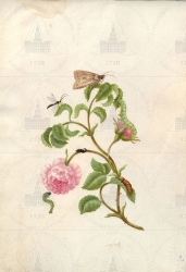  . . IX. . 8. . 140. . 1.
      (Rosa centifolia),   (Antitype flavicincta),   (Tenthredinidae gen. spec.),   (Noctuidae gen. spec.). 
   . ,  
  26,519
  .:   . 45     .
  .: Maria Sibylla Merian: Leningrader Aquarelle. Leipzig, 1974. Bd. 2. S. 305  146 (), .  . 306-307
17051713 
