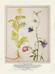   
    (Tanacetum vulgare),   (Agrostemma githago),   (Campanula persicifolia),   (Noctuidae gen. spec.), - (Ichneumonidae gen. spec.).
16881691 .

 . . IX. . 8. . 14.
