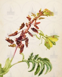        (Caesalpiniaceae gen. spec. [?])   (Pseudocreobotra spec. [?]). 
   . ,  .
  3830,5
  .: Maria Sibylla Merian: Leningrader Aquarelle. Leipzig, 1974. Bd. 2. S. 293  132 (), .  . 298-299.
 1705 
