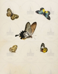  . . IX. . 8. . 53. . 1.
      () (Zerynthia polyxena),   (Papilio memnon),  (Delias aglaia) 
   . ,  
  37,530,3
  .: Maria Sibylla Merian: Leningrader Aquarelle. Leipzig, 1974. Bd. 1. Taf. 34. 
  1702
